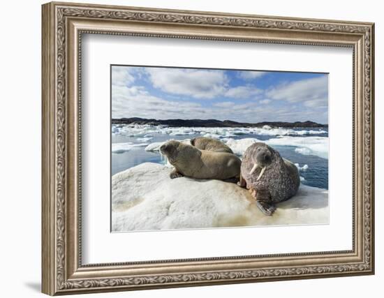 Walrus Resting on Ice in Hudson Bay, Nunavut, Canada-Paul Souders-Framed Photographic Print