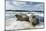 Walrus Resting on Ice in Hudson Bay, Nunavut, Canada-Paul Souders-Mounted Photographic Print