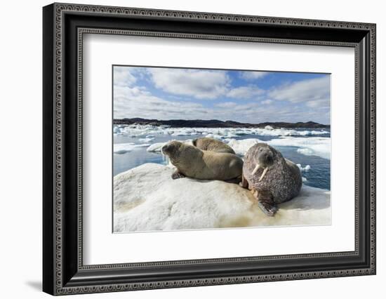 Walrus Resting on Ice in Hudson Bay, Nunavut, Canada-Paul Souders-Framed Photographic Print