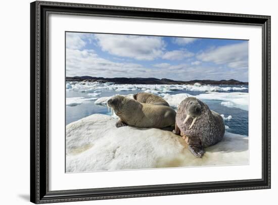 Walrus Resting on Ice in Hudson Bay, Nunavut, Canada-Paul Souders-Framed Photographic Print