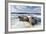 Walrus Resting on Ice in Hudson Bay, Nunavut, Canada-Paul Souders-Framed Photographic Print