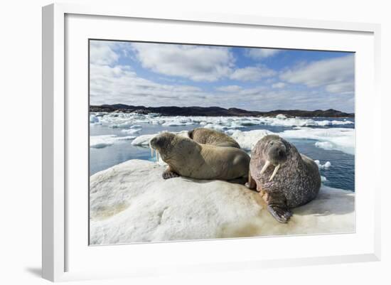 Walrus Resting on Ice in Hudson Bay, Nunavut, Canada-Paul Souders-Framed Photographic Print