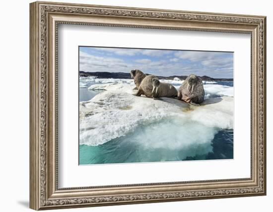 Walrus Resting on Ice in Hudson Bay, Nunavut, Canada-Paul Souders-Framed Photographic Print