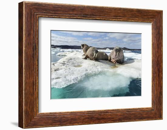 Walrus Resting on Ice in Hudson Bay, Nunavut, Canada-Paul Souders-Framed Photographic Print