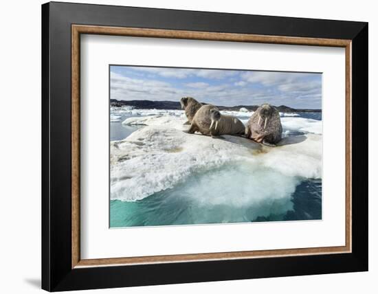 Walrus Resting on Ice in Hudson Bay, Nunavut, Canada-Paul Souders-Framed Photographic Print