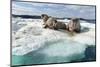 Walrus Resting on Ice in Hudson Bay, Nunavut, Canada-Paul Souders-Mounted Photographic Print