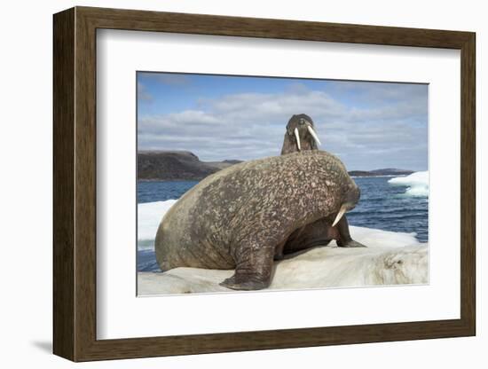 Walrus Resting on Ice in Hudson Bay, Nunavut, Canada-Paul Souders-Framed Photographic Print