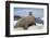 Walrus Resting on Ice in Hudson Bay, Nunavut, Canada-Paul Souders-Framed Photographic Print