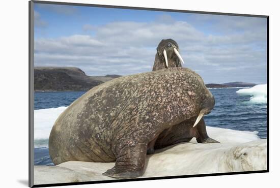 Walrus Resting on Ice in Hudson Bay, Nunavut, Canada-Paul Souders-Mounted Photographic Print