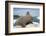 Walrus Resting on Ice in Hudson Bay, Nunavut, Canada-Paul Souders-Framed Photographic Print