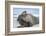 Walrus Resting on Ice in Hudson Bay, Nunavut, Canada-Paul Souders-Framed Photographic Print