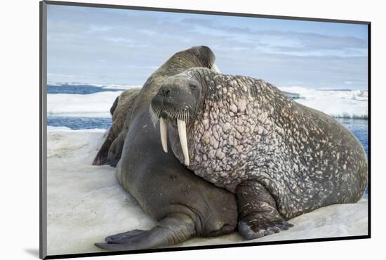 Walrus Resting on Ice in Hudson Bay, Nunavut, Canada-Paul Souders-Mounted Photographic Print