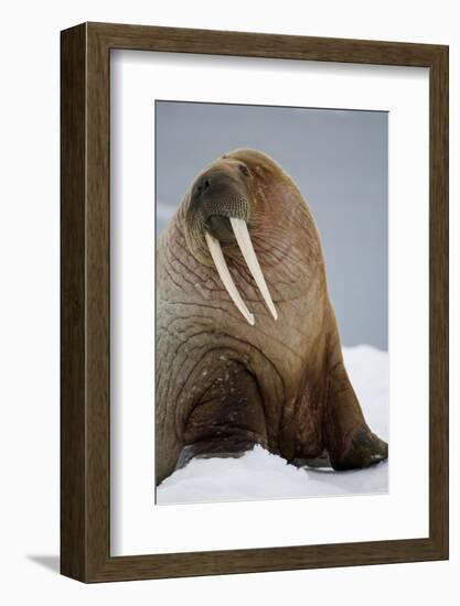 Walrus Resting on Iceberg in Bjornbukta Bay-Paul Souders-Framed Photographic Print