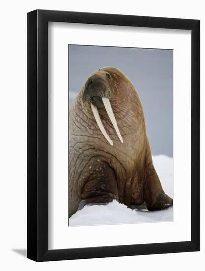 Walrus Resting on Iceberg in Bjornbukta Bay-Paul Souders-Framed Photographic Print