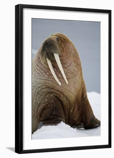 Walrus Resting on Iceberg in Bjornbukta Bay-Paul Souders-Framed Photographic Print