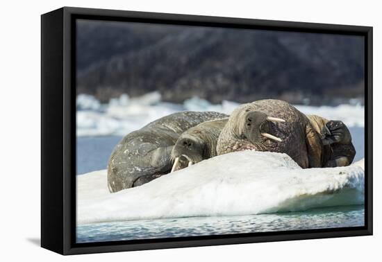 Walrus Sleeping on Ice in Hudson Bay, Nunavut, Canada-Paul Souders-Framed Premier Image Canvas