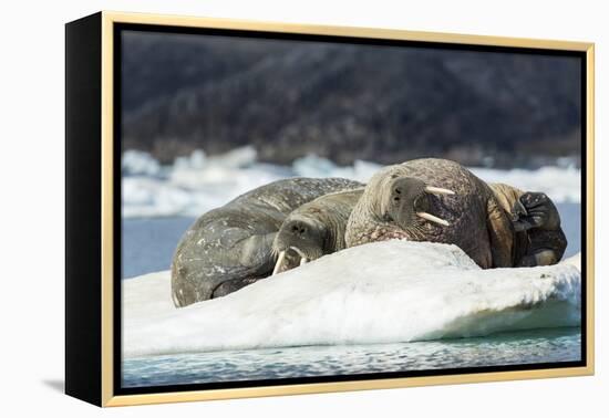 Walrus Sleeping on Ice in Hudson Bay, Nunavut, Canada-Paul Souders-Framed Premier Image Canvas