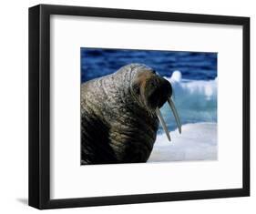 Walrus, Sunbathing, Nunavut, Canada-Gerard Soury-Framed Photographic Print