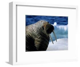 Walrus, Sunbathing, Nunavut, Canada-Gerard Soury-Framed Photographic Print