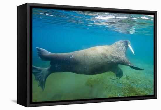 Walrus, Svalbard, Norway-Paul Souders-Framed Premier Image Canvas