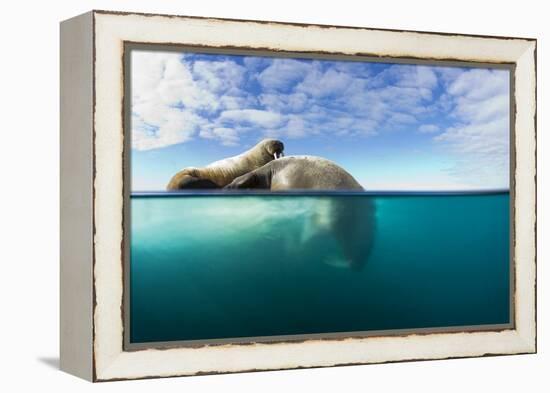 Walrus, Svalbard, Norway-Paul Souders-Framed Premier Image Canvas