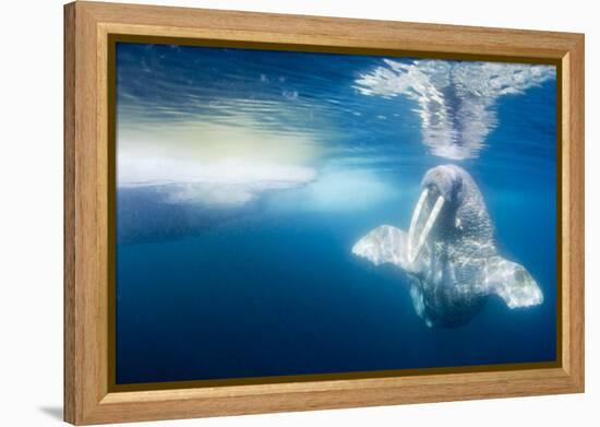 Walrus, Svalbard, Norway-null-Framed Premier Image Canvas