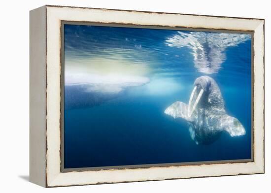 Walrus, Svalbard, Norway-null-Framed Premier Image Canvas