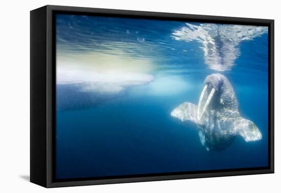 Walrus, Svalbard, Norway-null-Framed Premier Image Canvas