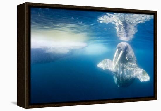 Walrus, Svalbard, Norway-null-Framed Premier Image Canvas