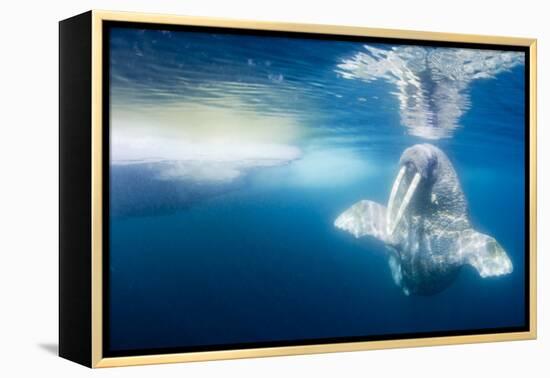 Walrus, Svalbard, Norway-null-Framed Premier Image Canvas