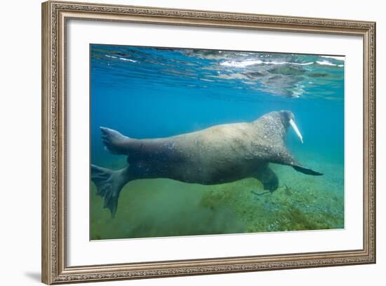 Walrus, Svalbard, Norway-Paul Souders-Framed Photographic Print