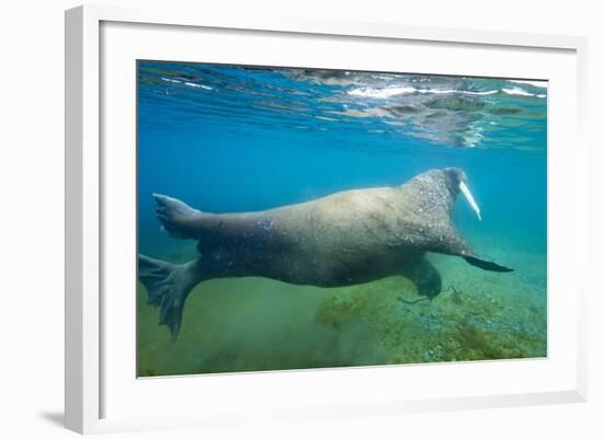 Walrus, Svalbard, Norway-Paul Souders-Framed Photographic Print