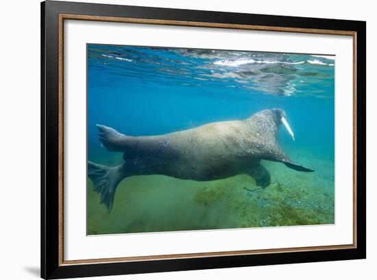 Walrus, Svalbard, Norway-Paul Souders-Framed Photographic Print