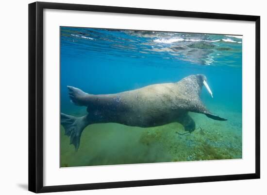 Walrus, Svalbard, Norway-Paul Souders-Framed Photographic Print