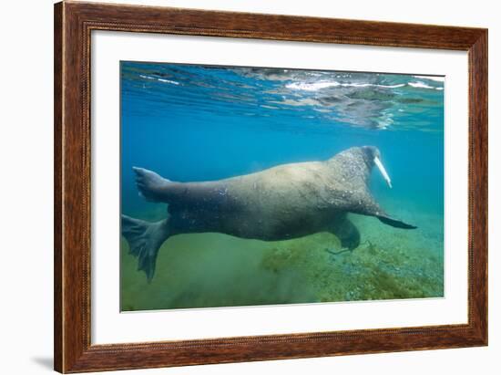 Walrus, Svalbard, Norway-Paul Souders-Framed Photographic Print