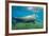 Walrus, Svalbard, Norway-Paul Souders-Framed Photographic Print