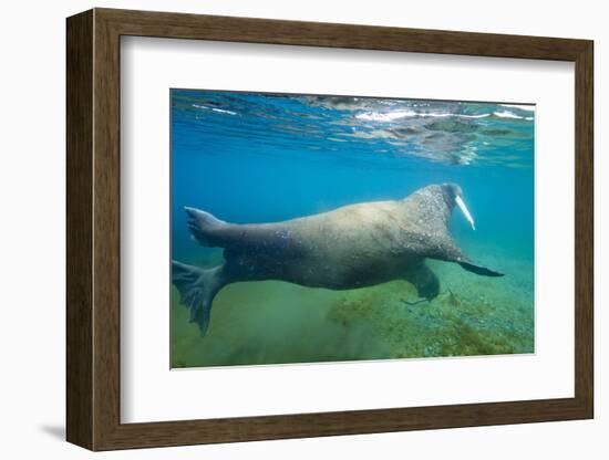 Walrus, Svalbard, Norway-Paul Souders-Framed Photographic Print