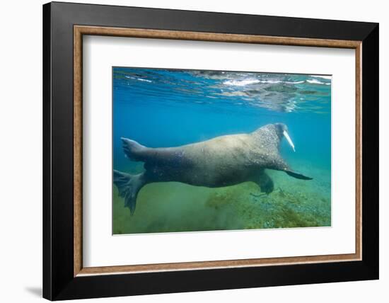 Walrus, Svalbard, Norway-Paul Souders-Framed Photographic Print