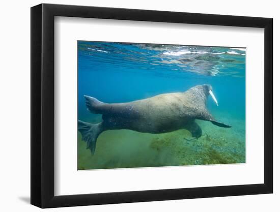 Walrus, Svalbard, Norway-Paul Souders-Framed Photographic Print