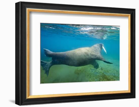 Walrus, Svalbard, Norway-Paul Souders-Framed Photographic Print