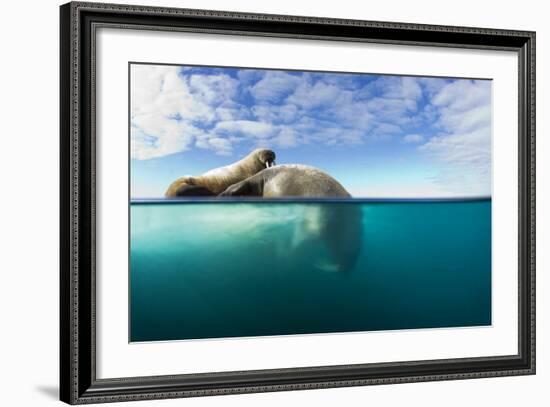 Walrus, Svalbard, Norway-Paul Souders-Framed Photographic Print