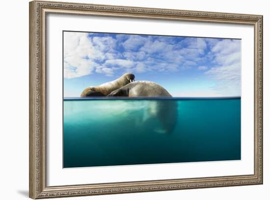 Walrus, Svalbard, Norway-Paul Souders-Framed Photographic Print