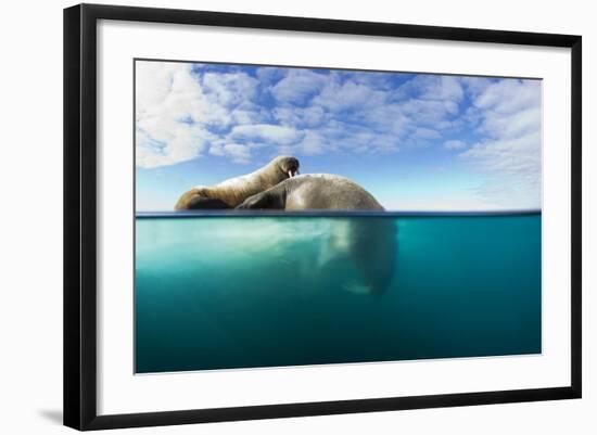 Walrus, Svalbard, Norway-Paul Souders-Framed Photographic Print