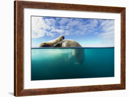 Walrus, Svalbard, Norway-Paul Souders-Framed Photographic Print