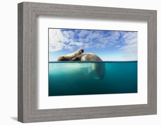 Walrus, Svalbard, Norway-Paul Souders-Framed Photographic Print