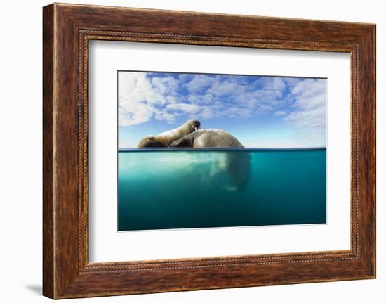 Walrus, Svalbard, Norway-Paul Souders-Framed Photographic Print