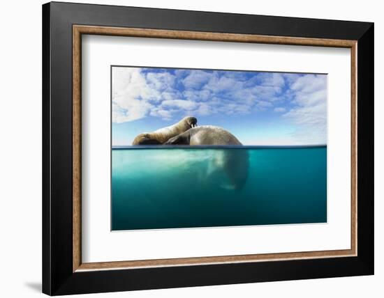 Walrus, Svalbard, Norway-Paul Souders-Framed Photographic Print