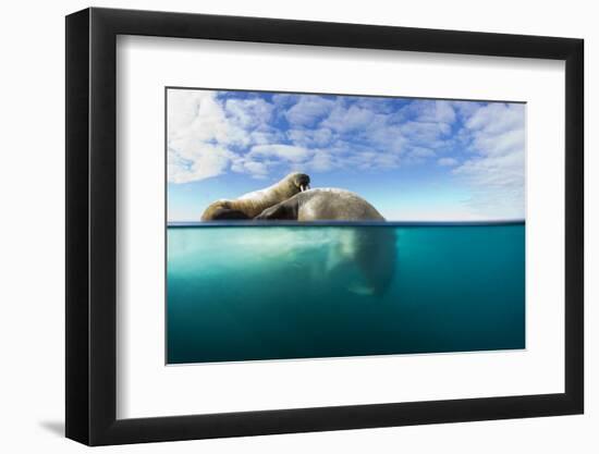 Walrus, Svalbard, Norway-Paul Souders-Framed Photographic Print