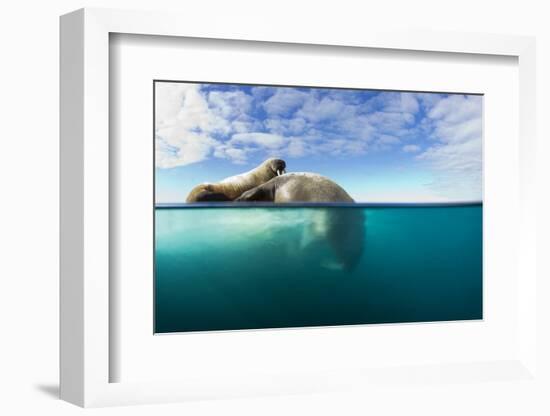 Walrus, Svalbard, Norway-Paul Souders-Framed Photographic Print