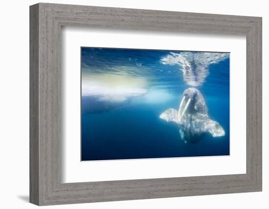 Walrus, Svalbard, Norway-null-Framed Photographic Print